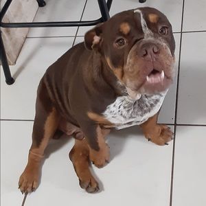 English Bulldog Tri Merle Puppy